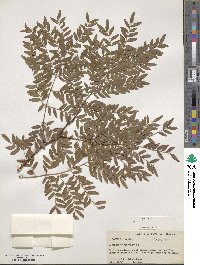 Gleditsia triacanthos image