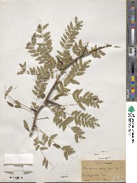 Gleditsia triacanthos image