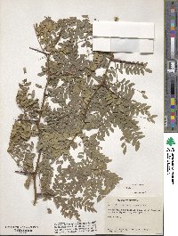 Gleditsia triacanthos image