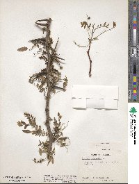 Gleditsia triacanthos image