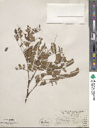 Gleditsia triacanthos image