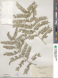 Gleditsia triacanthos image