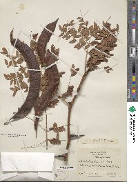 Gleditsia triacanthos image