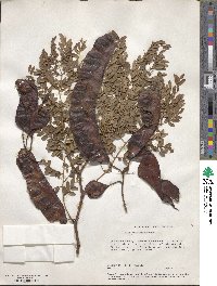 Gleditsia triacanthos image