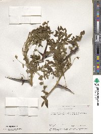 Gleditsia triacanthos image