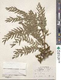 Gleditsia triacanthos var. inermis image