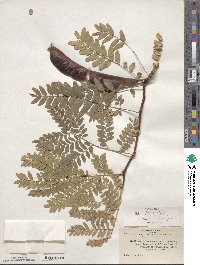 Gleditsia triacanthos image