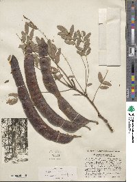 Gleditsia triacanthos var. inermis image