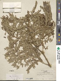 Gleditsia triacanthos var. inermis image