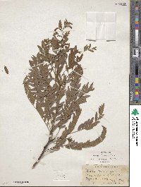 Gleditsia triacanthos image