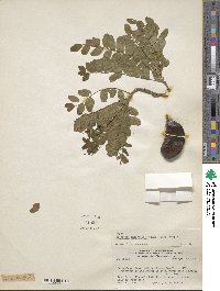 Gleditsia amorphoides image