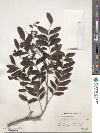 Image of Gleditsia fera