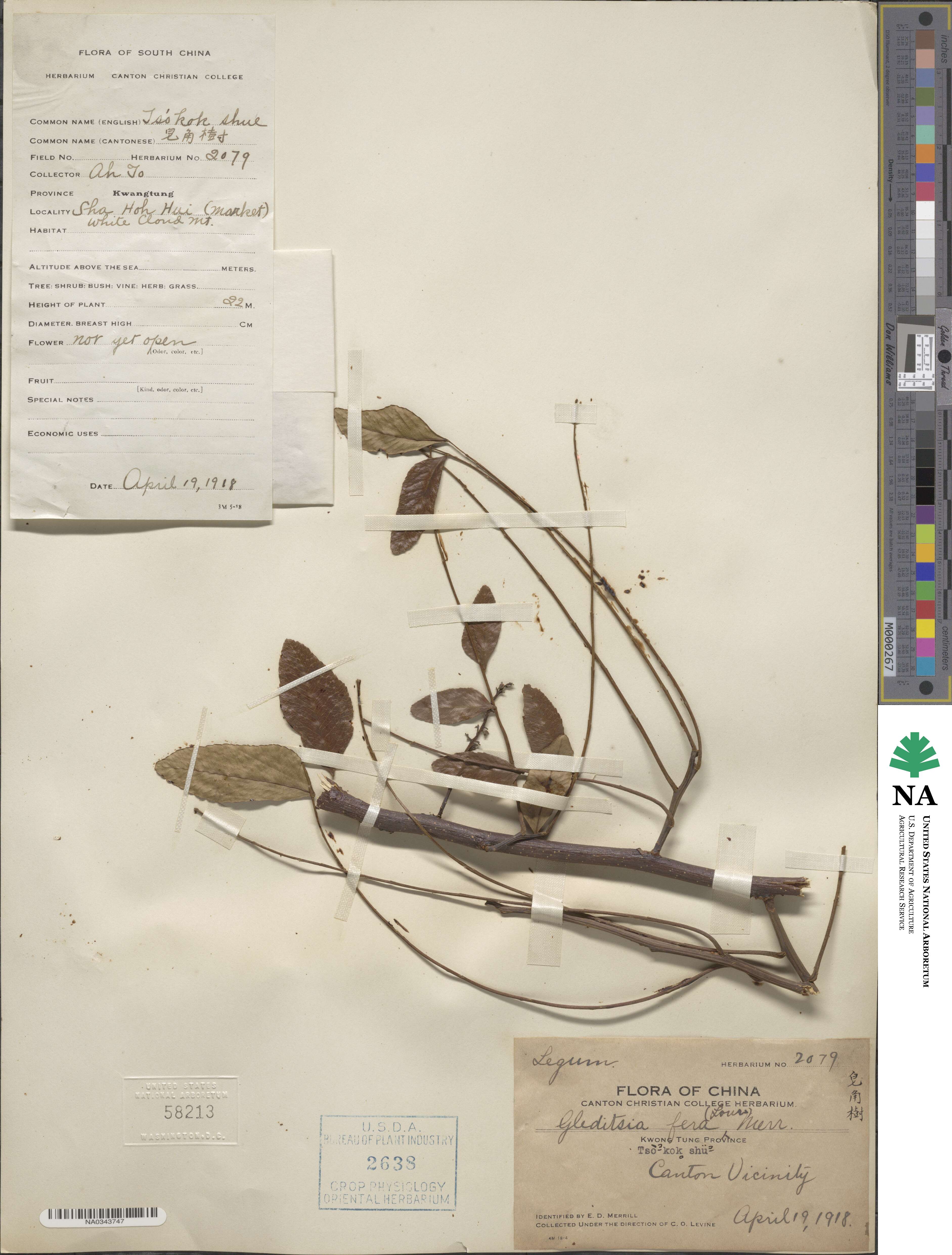 Gleditsia fera image