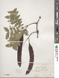 Image of Gleditsia horrida