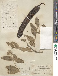 Gleditsia macrantha image