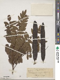 Image of Gleditsia rolfei