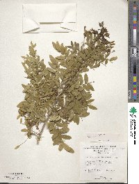 Gleditsia amorphoides image