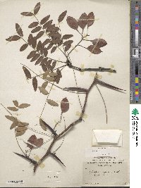 Gleditsia aquatica image