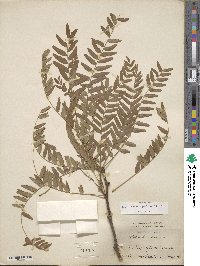 Gleditsia aquatica image