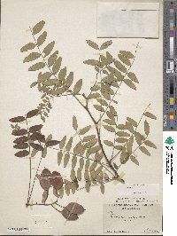 Gleditsia aquatica image