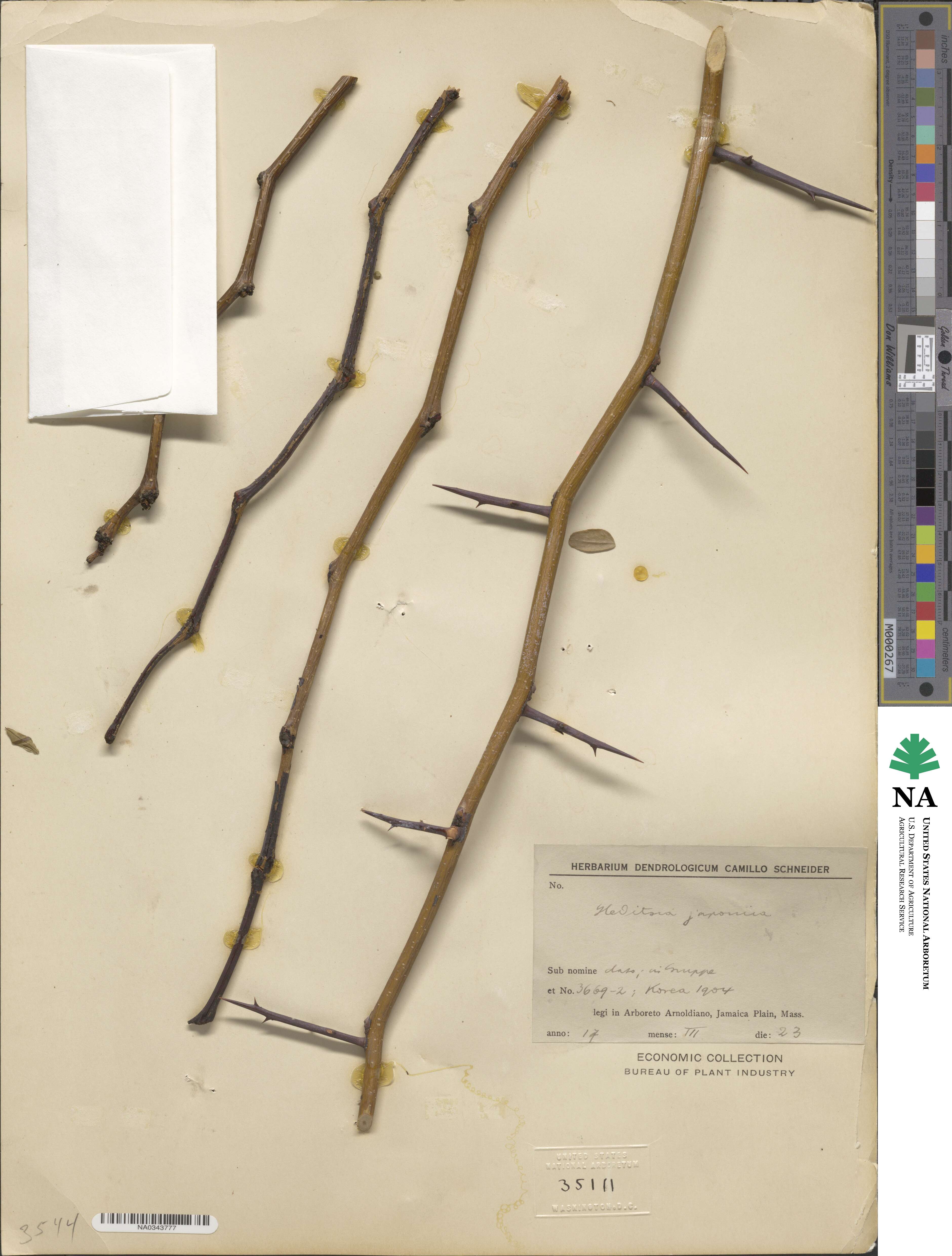 Gleditsia japonica image
