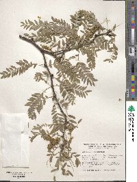 Gleditsia macrantha image