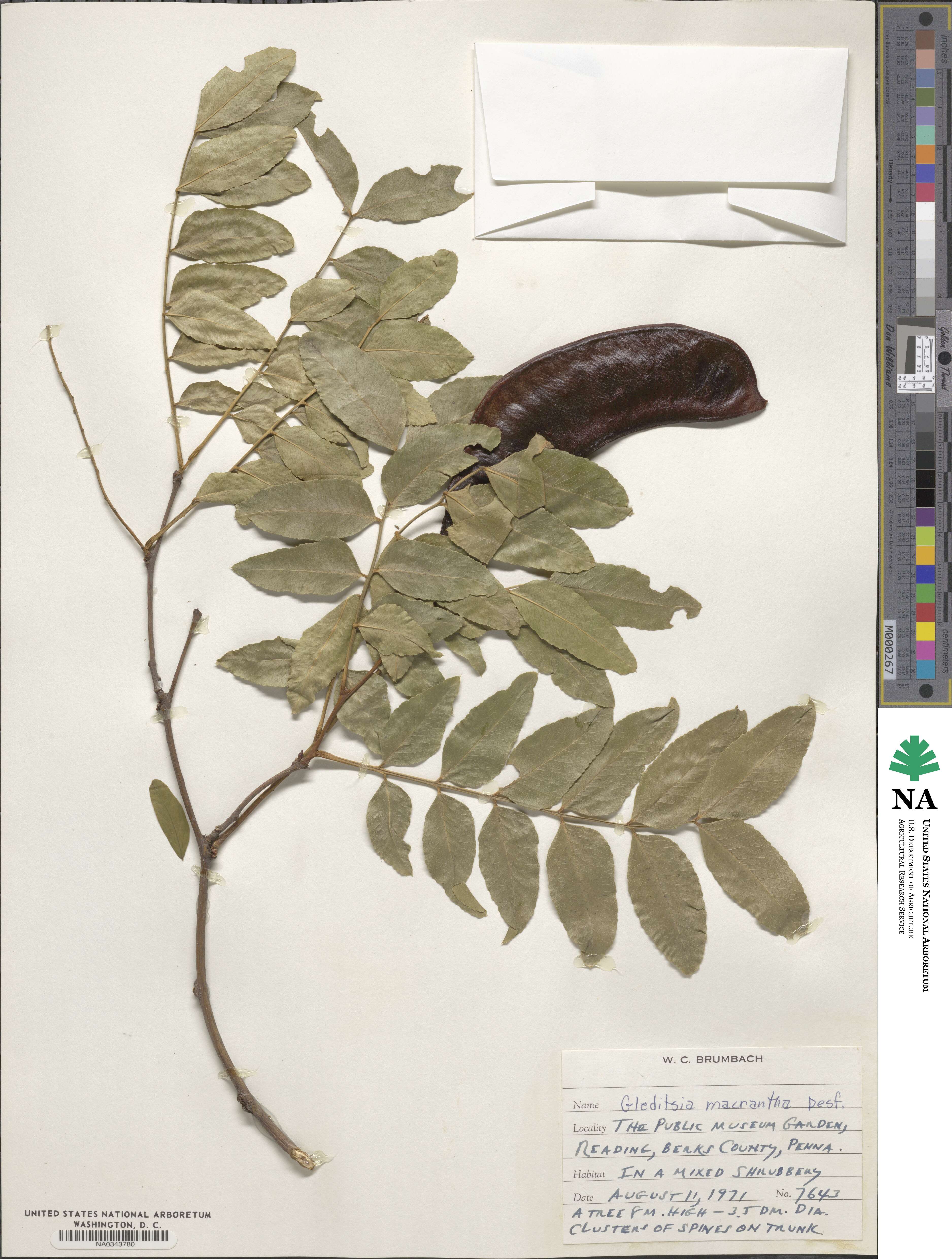 Gleditsia macrantha image