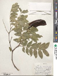 Gleditsia macrantha image