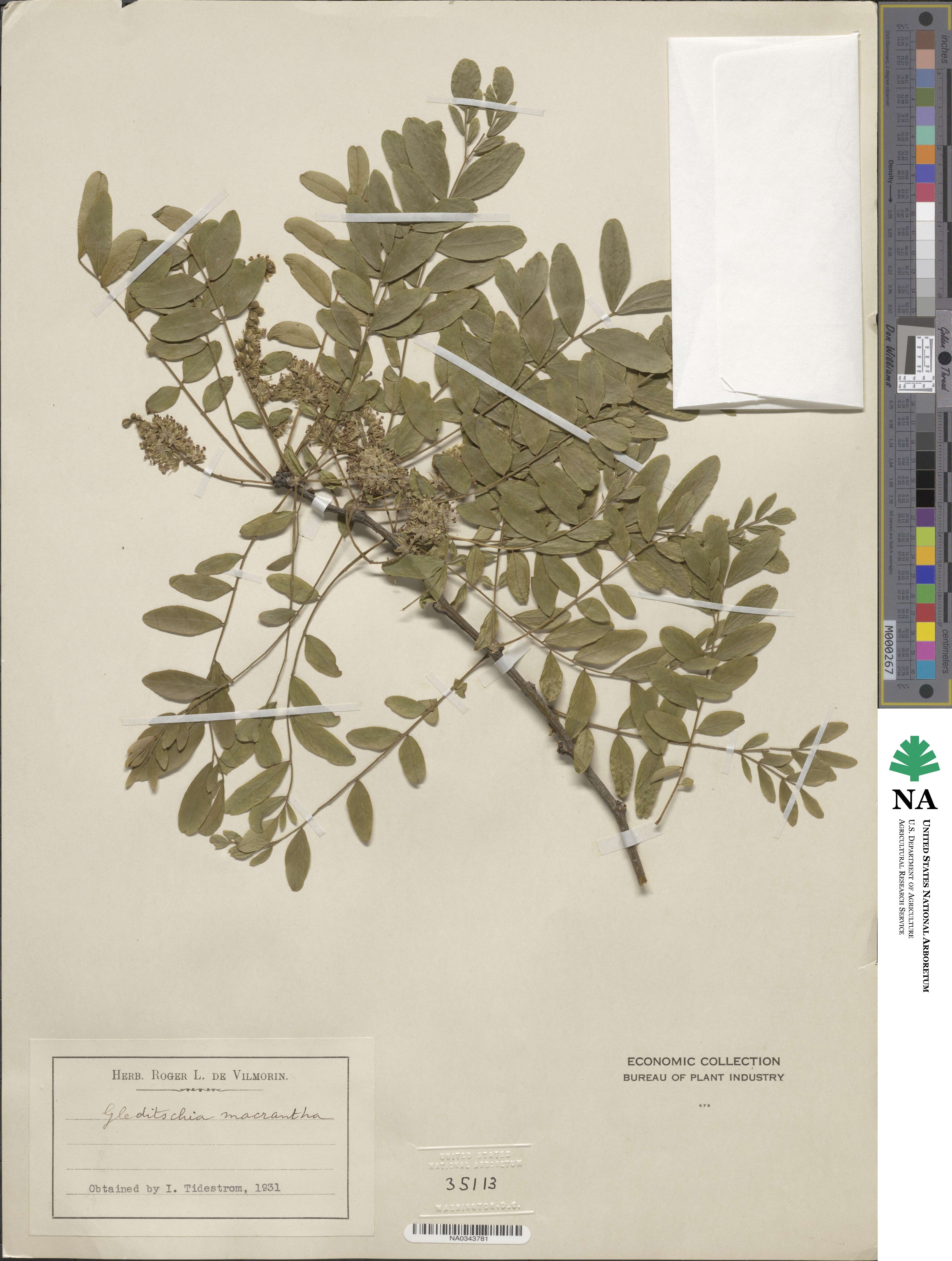 Gleditsia macrantha image