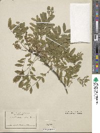 Gleditsia macrantha image