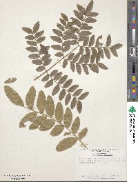 Gleditsia sinensis image