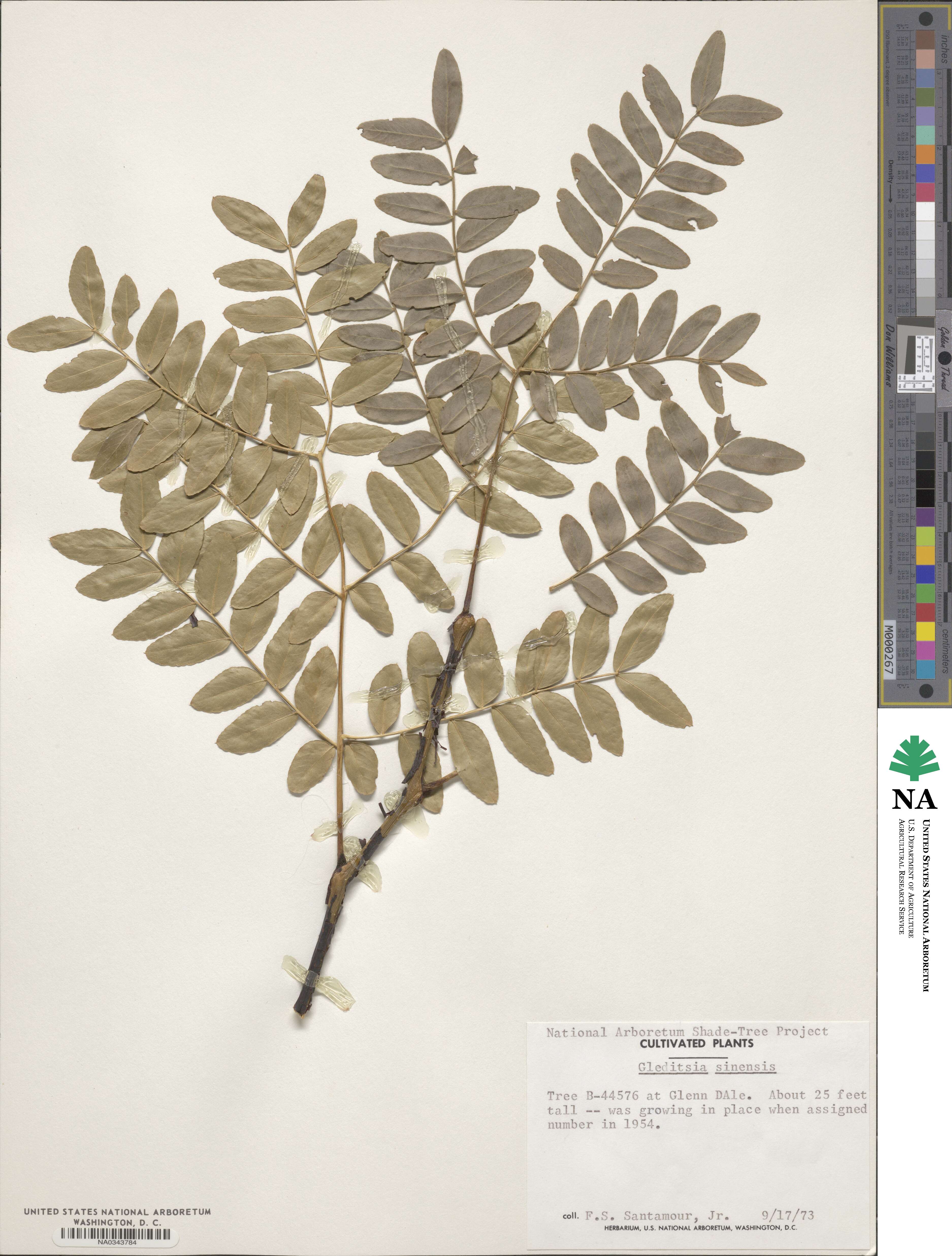 Gleditsia sinensis image