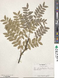 Gleditsia sinensis image