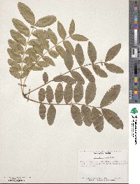 Gleditsia sinensis image