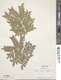 Gleditsia sinensis image