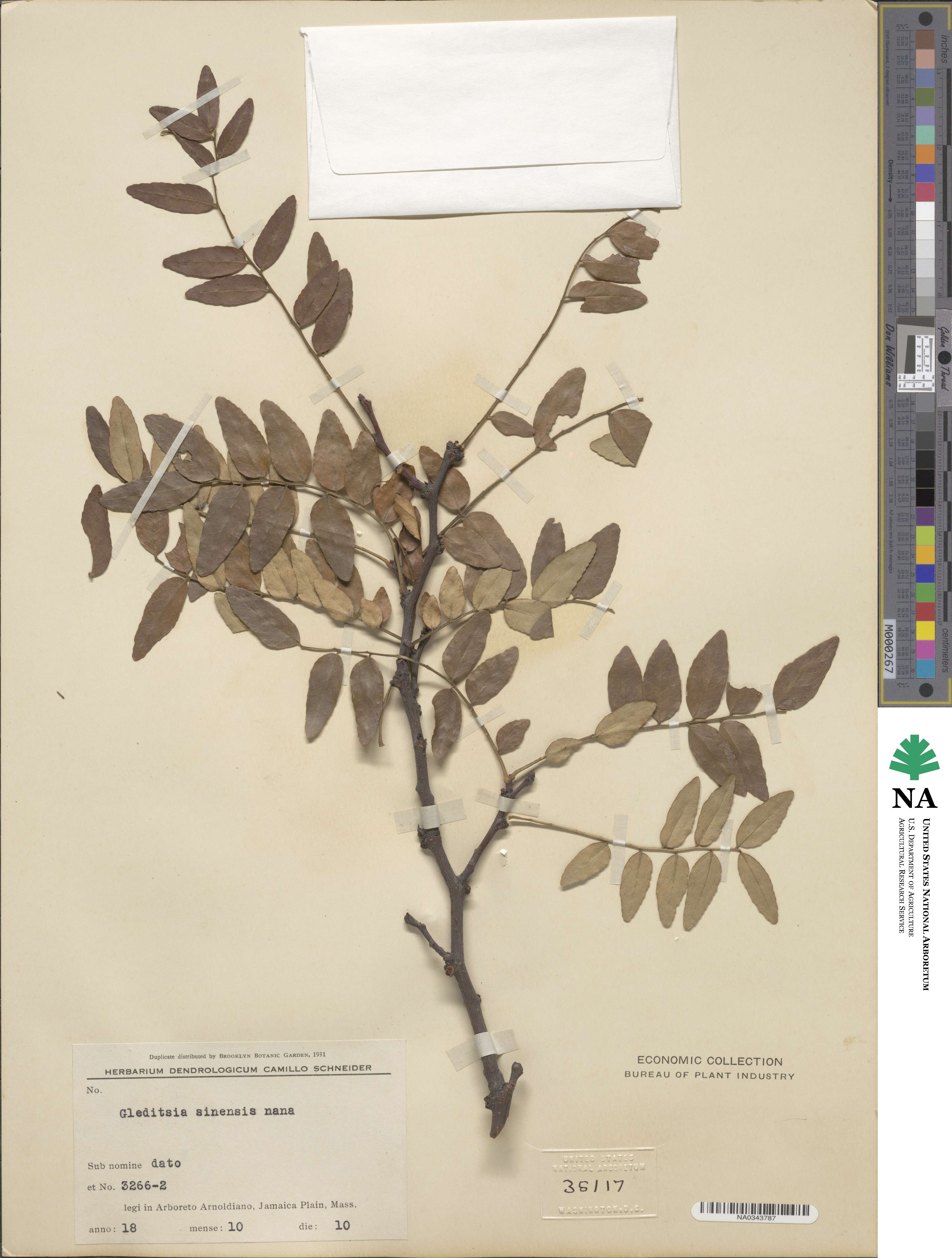 Gleditsia sinensis image