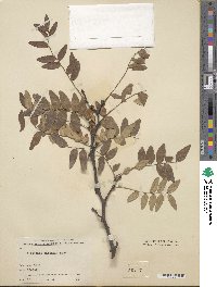 Gleditsia sinensis image