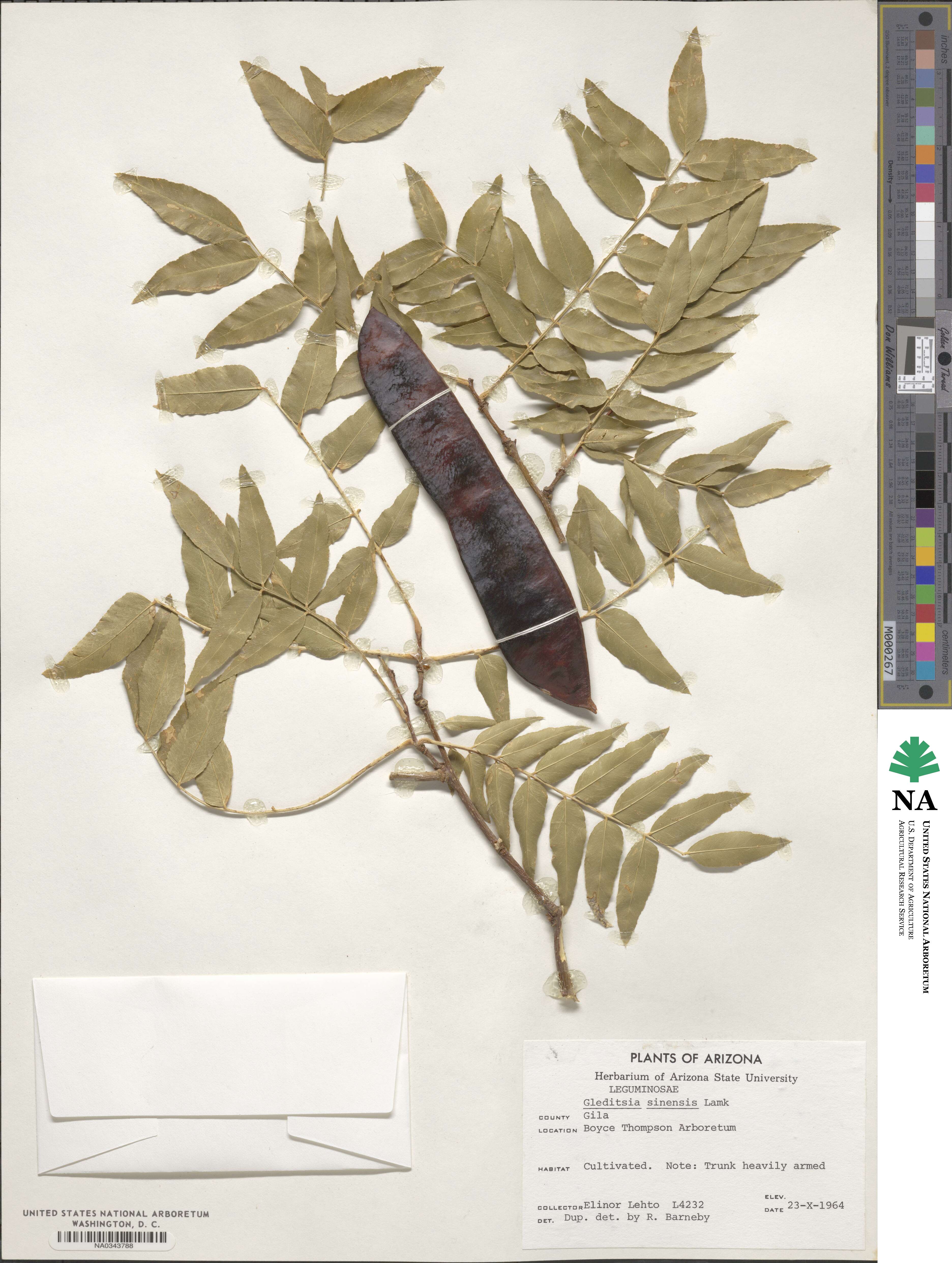 Gleditsia sinensis image