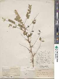 Gleditsia sinensis image