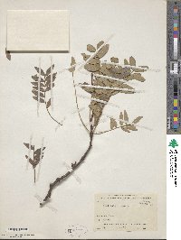 Gleditsia sinensis image