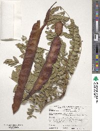 Gleditsia triacanthos image