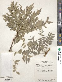 Gleditsia triacanthos image