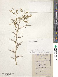 Gleditsia triacanthos image