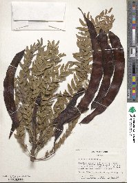 Gleditsia triacanthos image