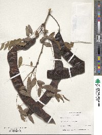 Gleditsia triacanthos image