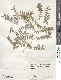 Gleditsia triacanthos image