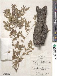 Gleditsia triacanthos image