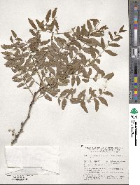 Gleditsia triacanthos image