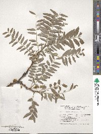 Gleditsia triacanthos image