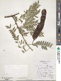 Gleditsia triacanthos image